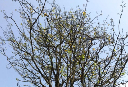 Cây mai khủng được đại gia Ninh Bình mua giá 180 triệu đồng